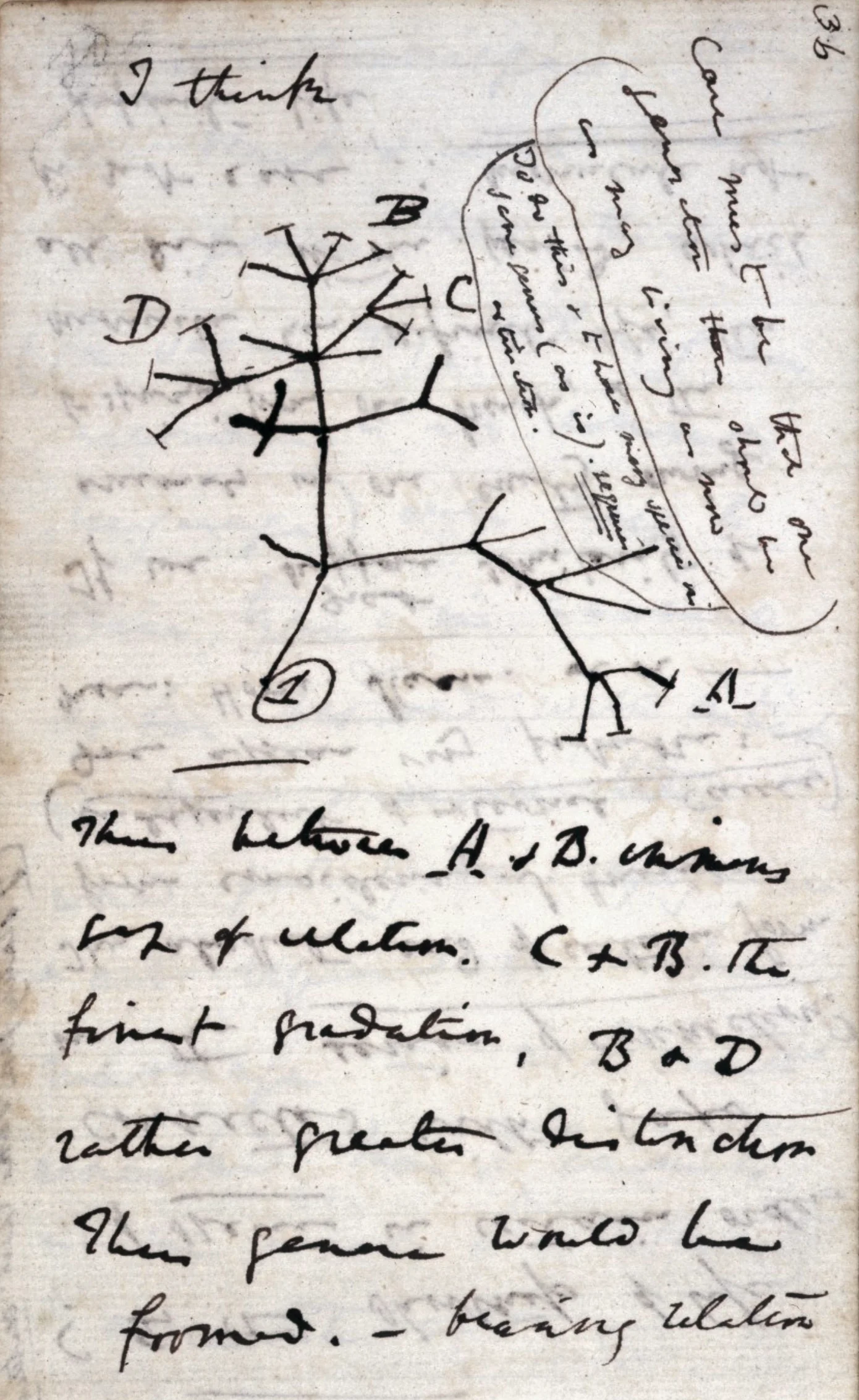Darwin's 'I think' tree of life sketch, 1837